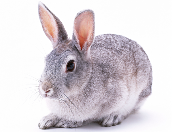 たまの動物病院