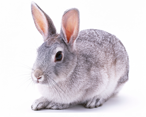 たまの動物病院