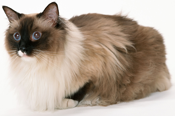 たまの動物病院