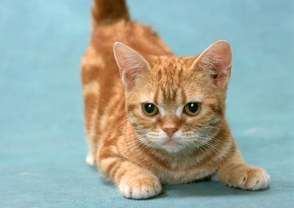 たまの動物病院