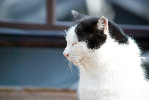 たまの動物病院