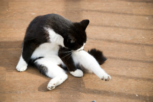 たまの動物病院