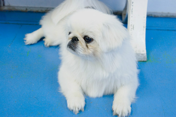 たまの動物病院