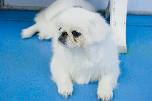 たまの動物病院