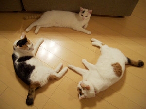 たまの動物病院