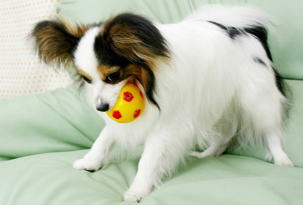 たまの動物病院