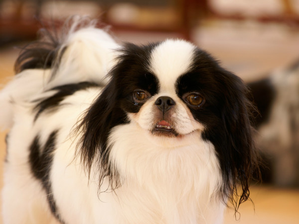 たまの動物病院