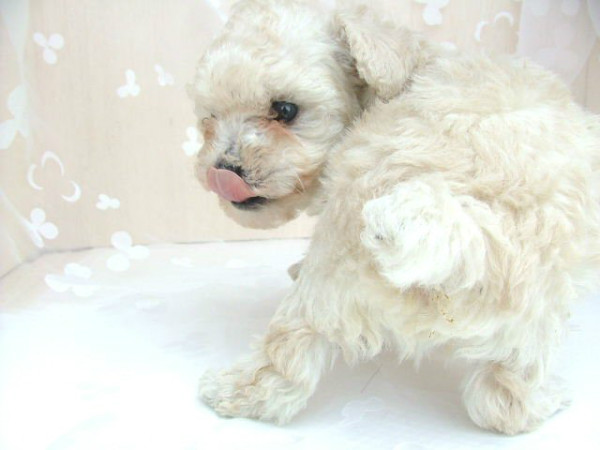 たまの動物病院