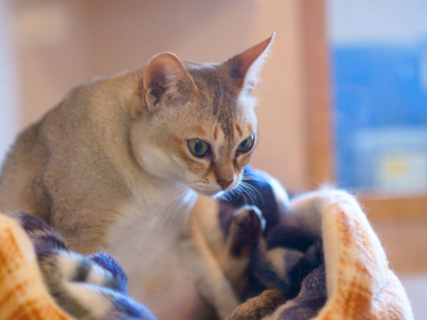 たまの動物病院