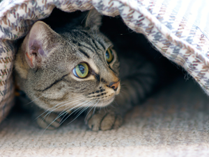 たまの動物病院