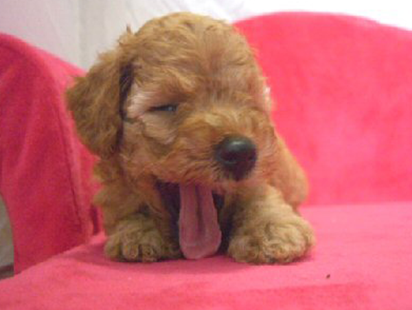 たまの動物病院