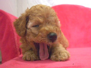 たまの動物病院