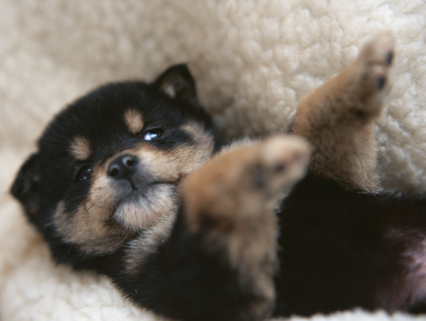 たまの動物病院