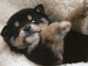 たまの動物病院