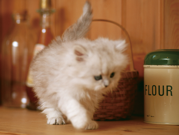 たまの動物病院