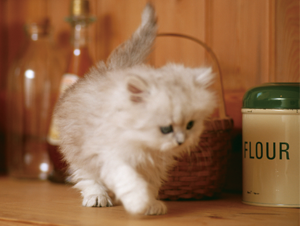 たまの動物病院