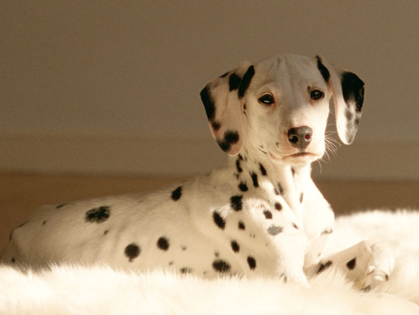 たまの動物病院