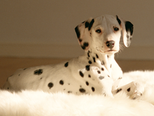 たまの動物病院