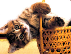 たまの動物病院